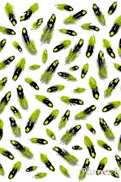 Gallo di Sonnerat - 1-3 cm - lime
